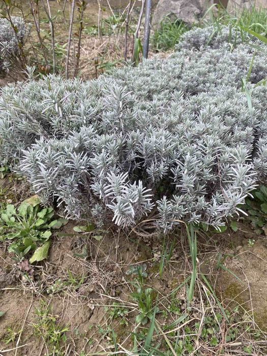 Продам сажанці декоративні і плодові рослини