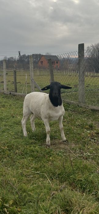 Продаю молодняк овець.100% породи Дорпер