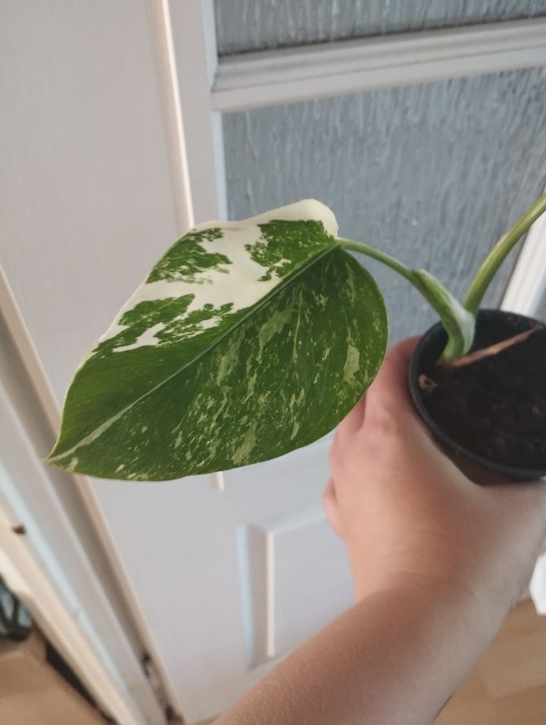 Monstera Variegata