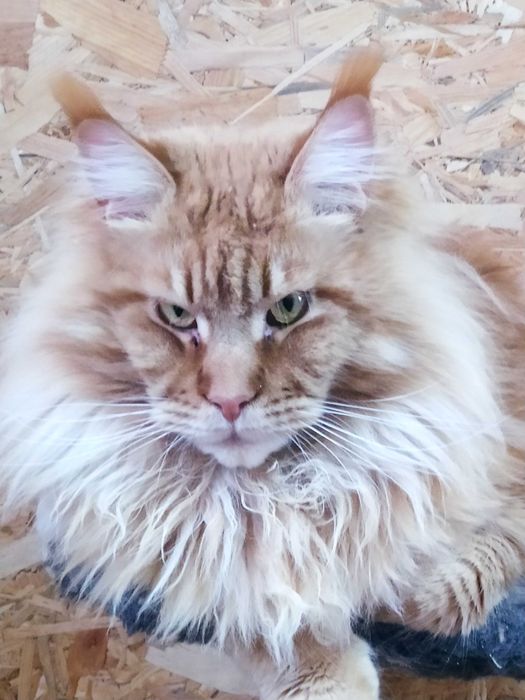 В'язка Мейкуни красунчик