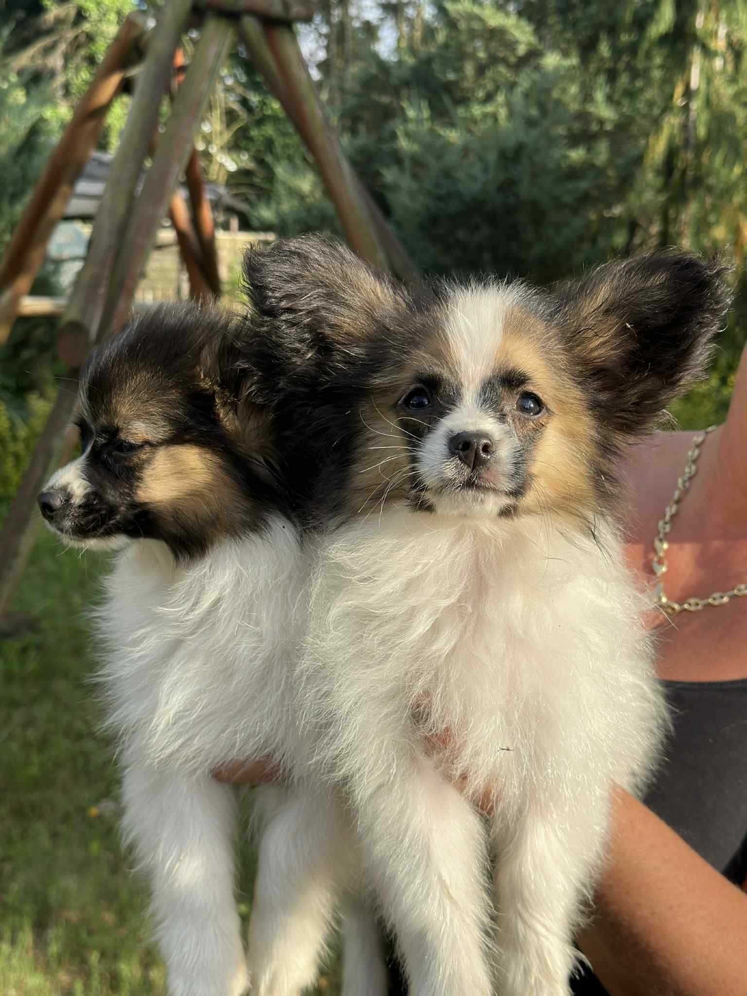 Spaniel Kontynentalny Miniaturowy Papillon FCI