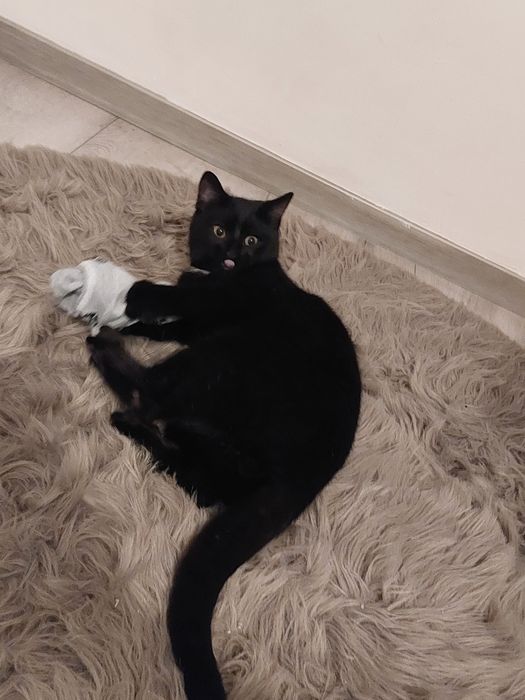 Oddam kotka za darmo!