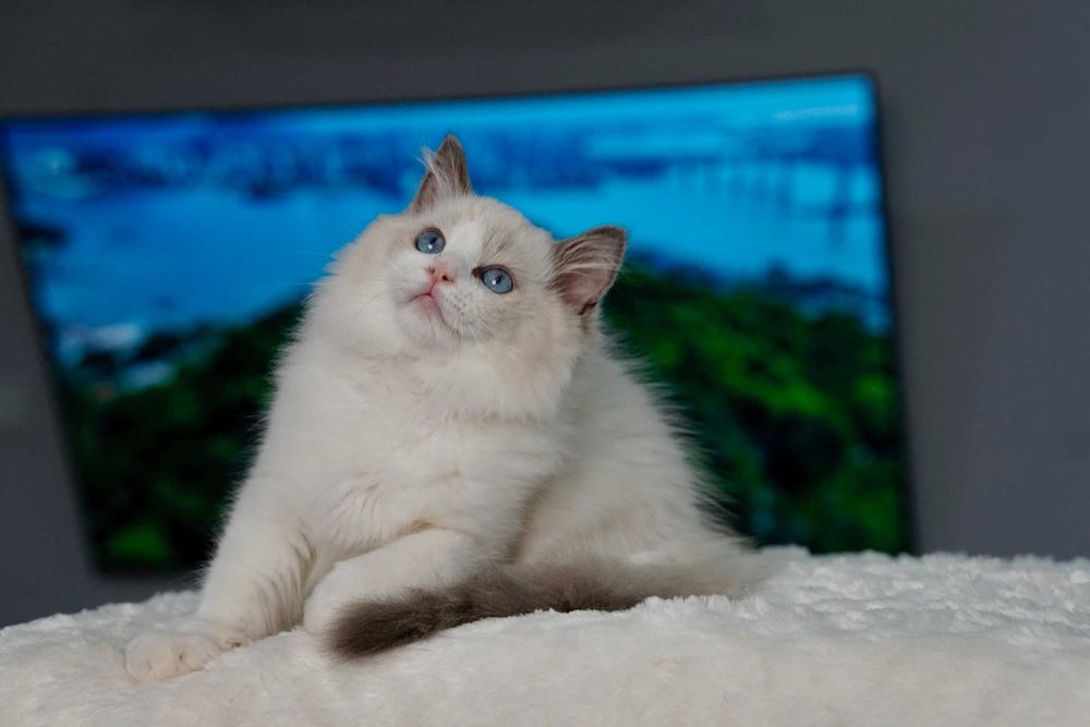 Ragdoll kotek dla ciebie