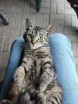 Kotki ze wsi za darmo oddam kot koty kocur kotka adopcja adopcji