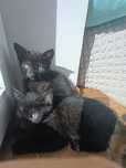 Kotki do adopcji