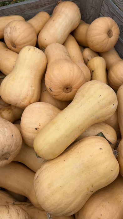 Dynia piżmowa butternut