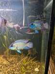 Akara electric blue mlode ryby