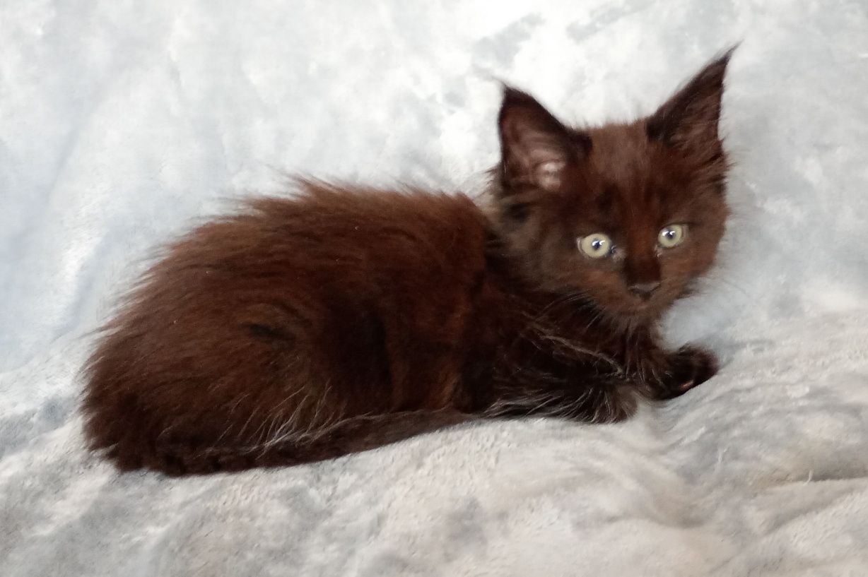 Kotka Maine coon