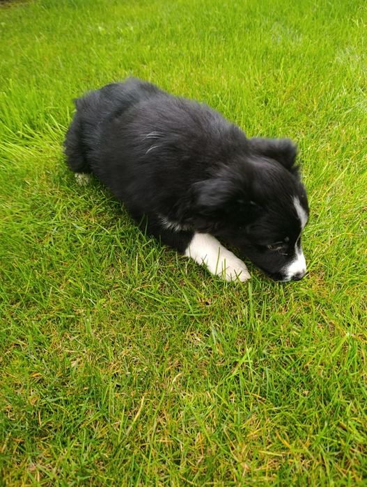 Piesek Border Collie