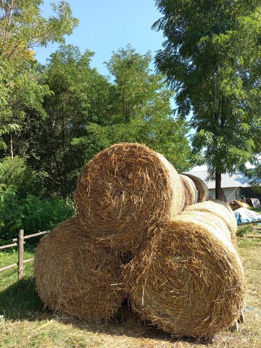słoma baloty z zyta i owsa
