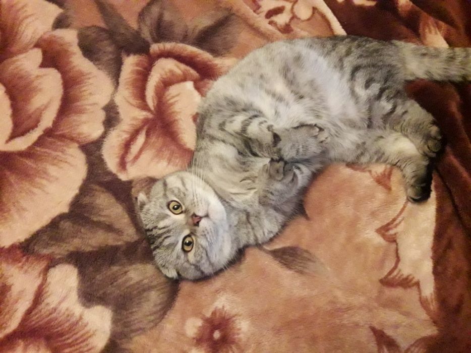 Кот на вязку с опытом.