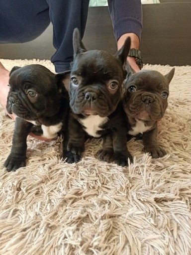 Szczeniaki Pieski Buldog Francuski