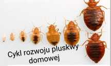 Dezynsekcja,dezynfekcja deratyzacja ,ozonowanie
