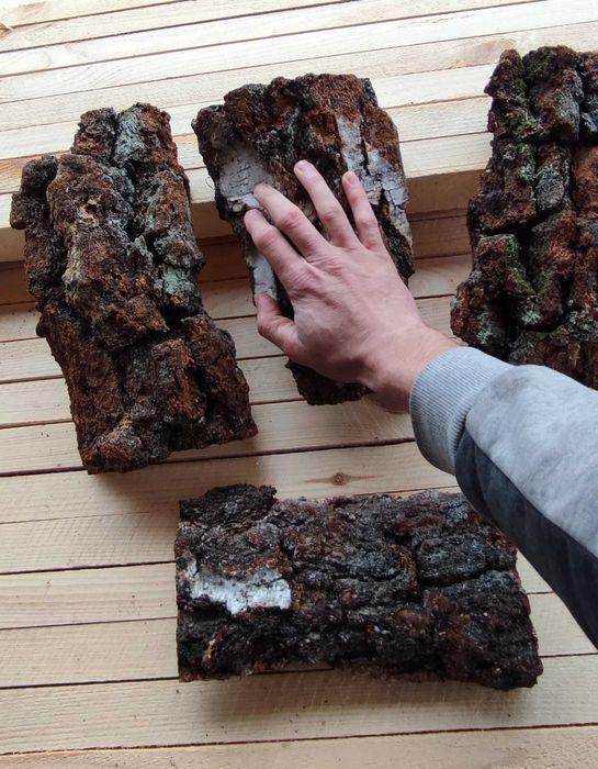 Kora brzozowa brzoza DIY do dekoracji florystyka ozdoby święta