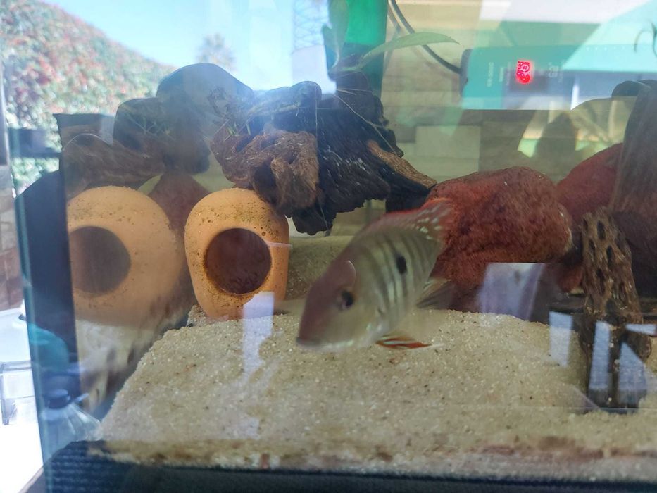 Vendo 2 Mesonautas Festivus e 2 Geophagus sp. “'Tapajos Red Head”