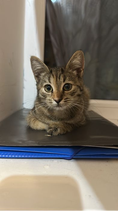 Віддам в добрі руки