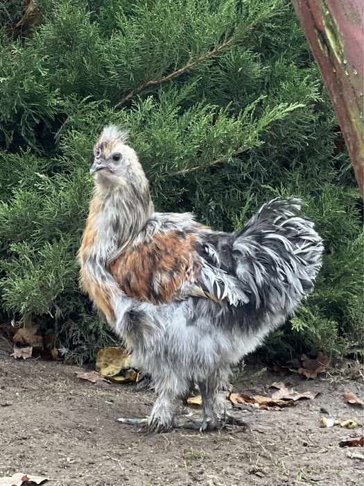 Koguty silka silki kura jedwabista