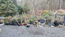 Drzewka Bonsai 1