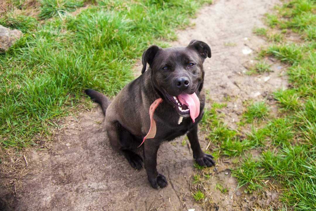 Młody Psiak w typie rasy Cane Corso szuka aktywnego Domku