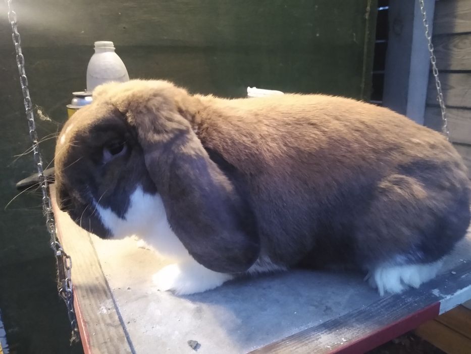 Baran francuski madagaskarowy srokacz