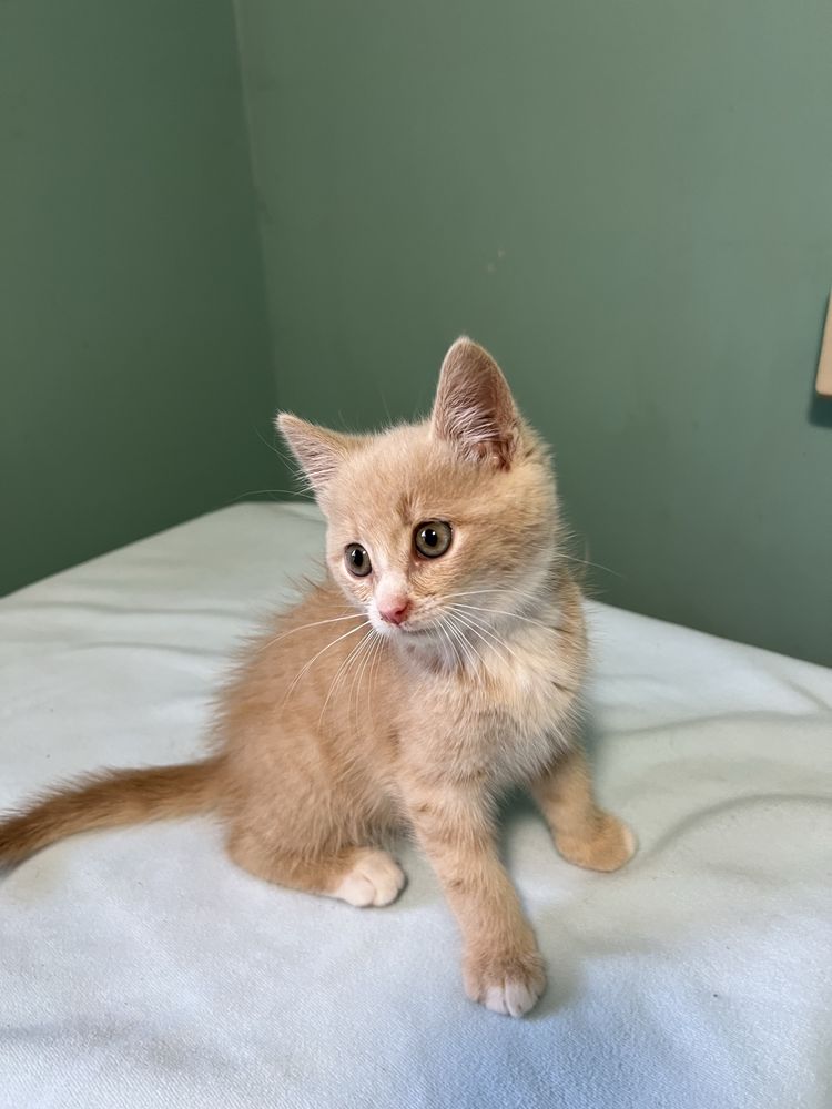 Котенок ищет любящую семью