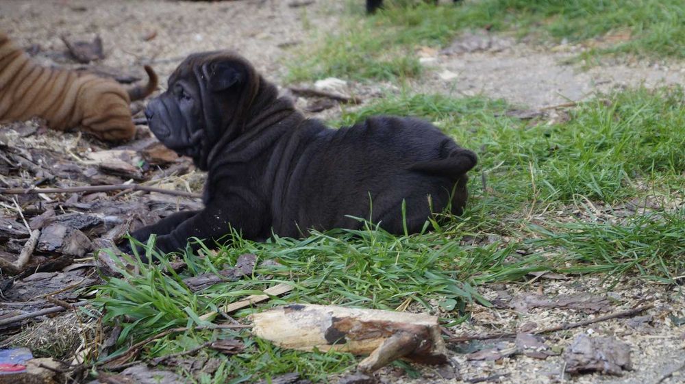 Enzo ,cudny szczeniak Shar Pei z rodowodem