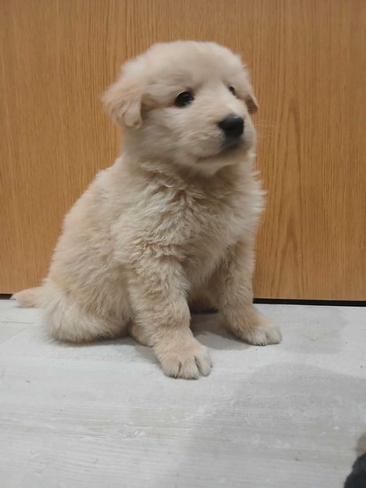 Dou cães 3 machos 3 femeas