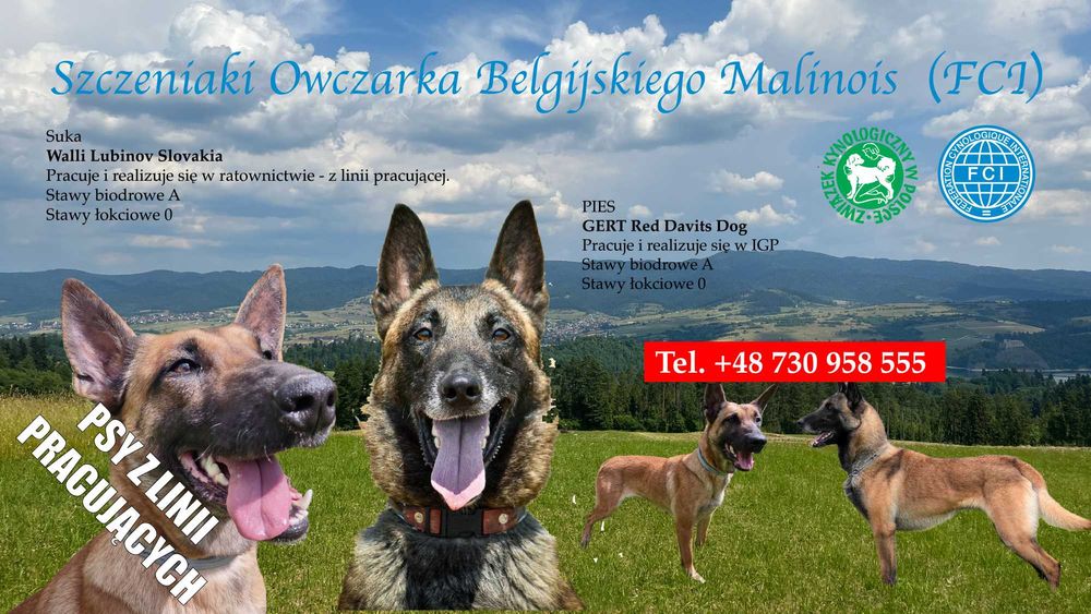 Owczarek Belgijski Malinois