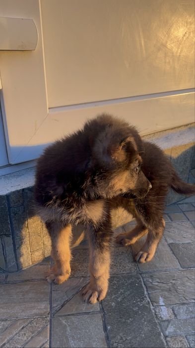 Віддамо безкоштовно цуцика овчара