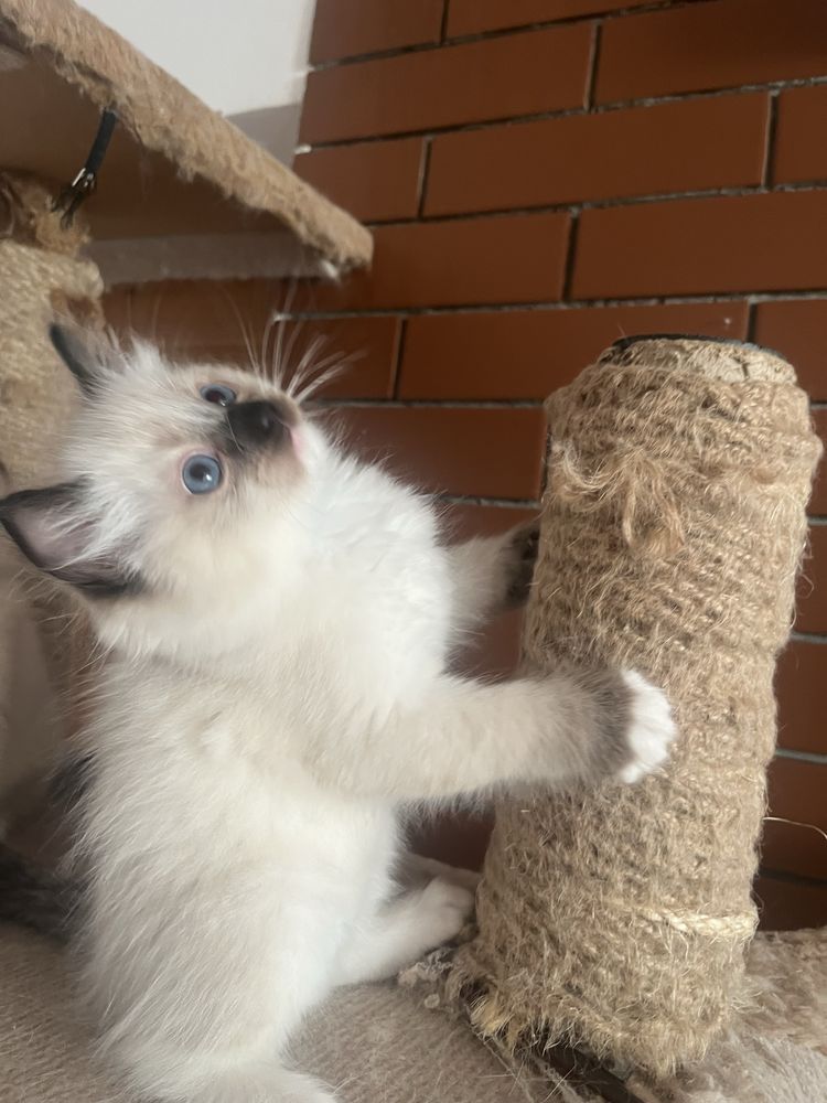Ragdoll koci chłopczyk