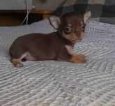 Chihuahua Bebé Macho Castanho c/ LOP