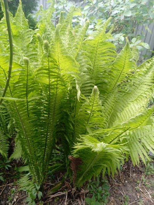 Папороть декоративна