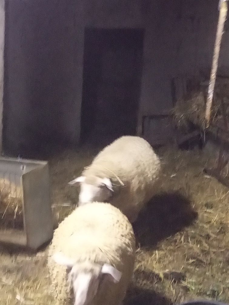 Ovelhas e carneiro