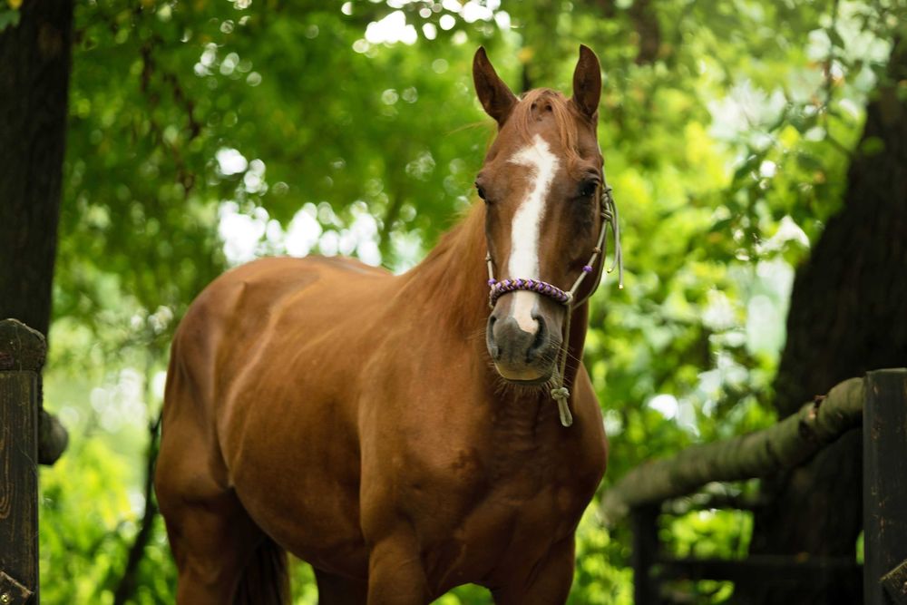 Wałach AQH - wszechstronny Champion