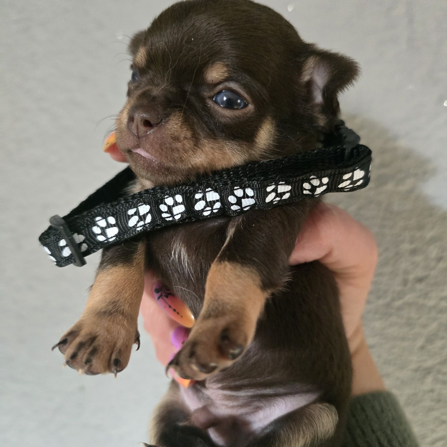 Chihuahua samiec czekoladowy podpalany