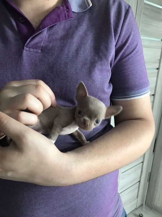 Чіхуахуа хлопчики та дівчатка