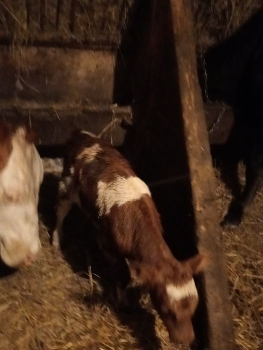 Sprzdam cielęta  odsadki