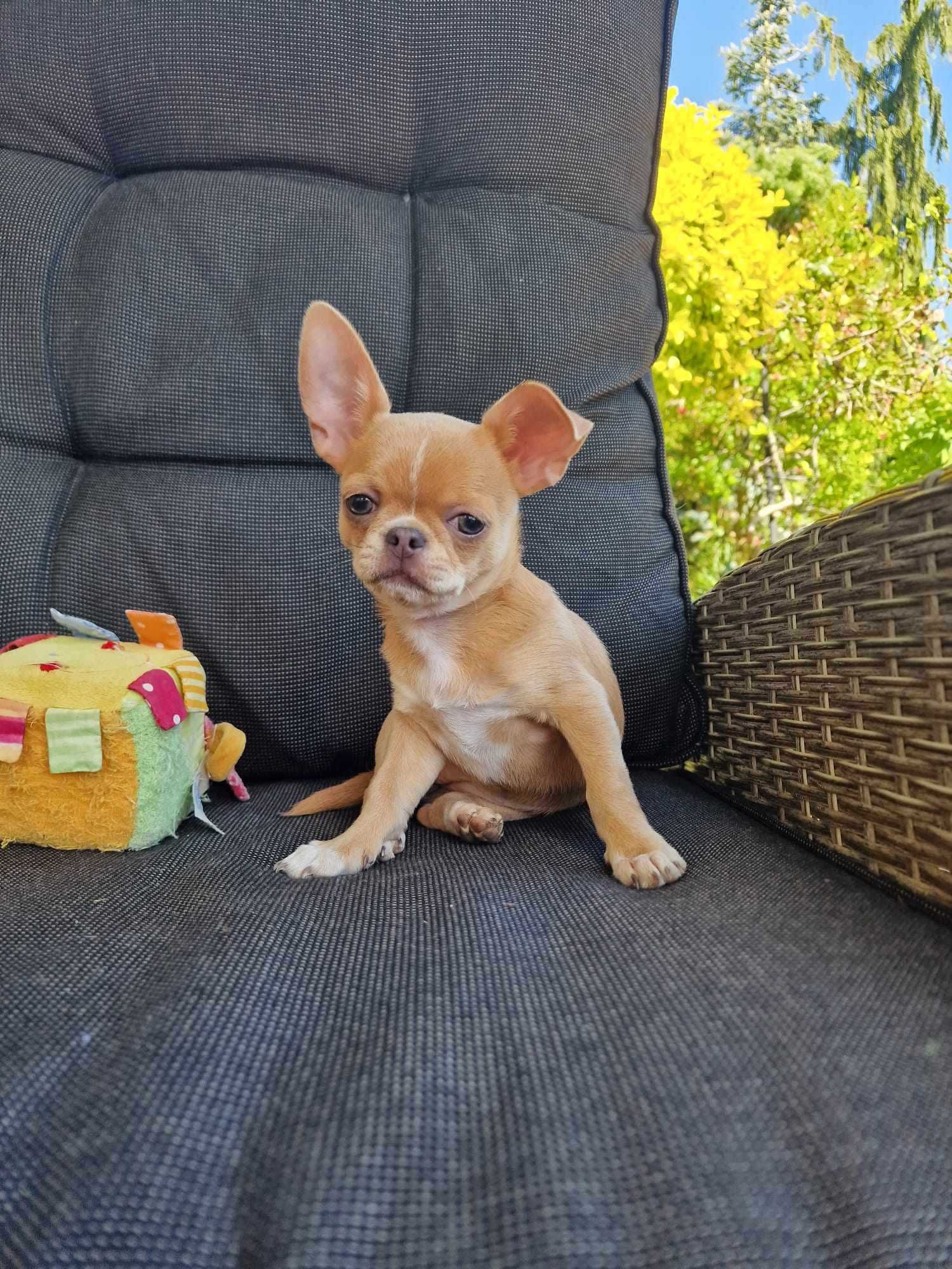 Sunia Tija Chihuahua kolor biszkoptowy z Hodowli Bajeczne Urwisy