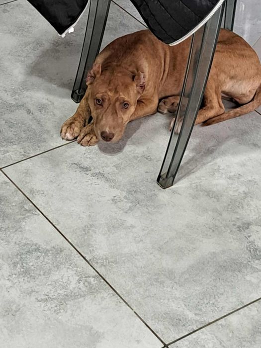 Suczka American Pit Bull Terrier