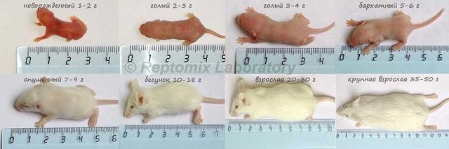 Кормовые мыши бегунки, замороженные кормовые мыши разных размеров