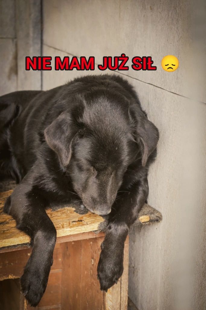 Oddany z adopcji Tobiś pragnie znów mieć domek