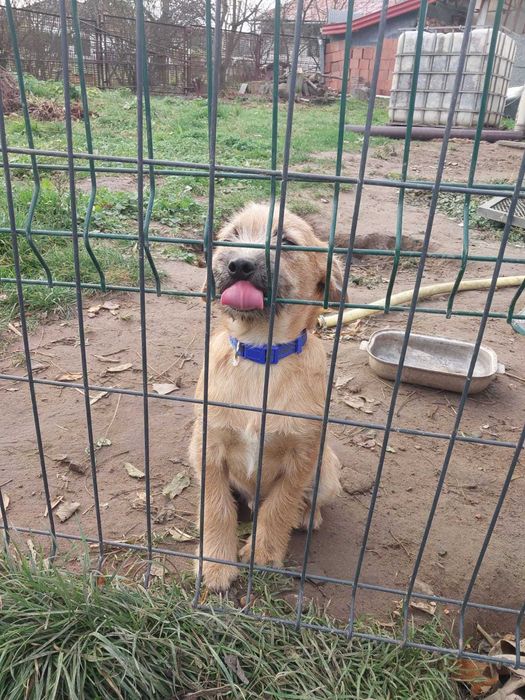 Sympatyczne pieski do wzięcia przez dobrego opiekuna