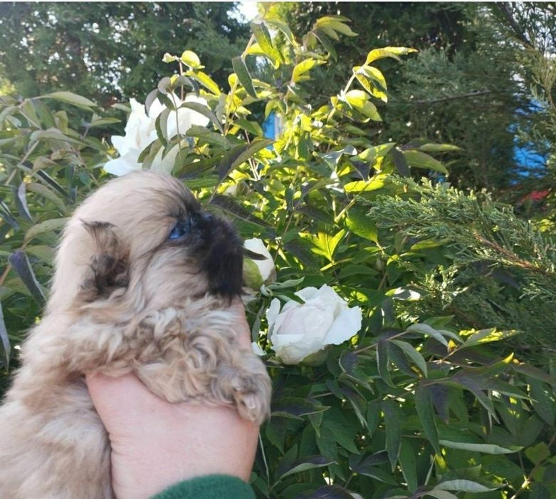 Королівські пекінеси.