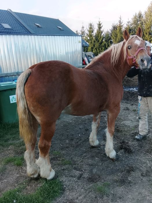 Sprzedam klacz, źrebna 3 miesiace