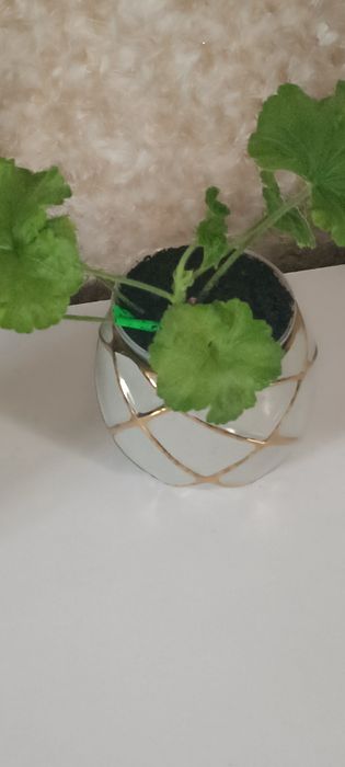 Сим Праліне пеларгонія