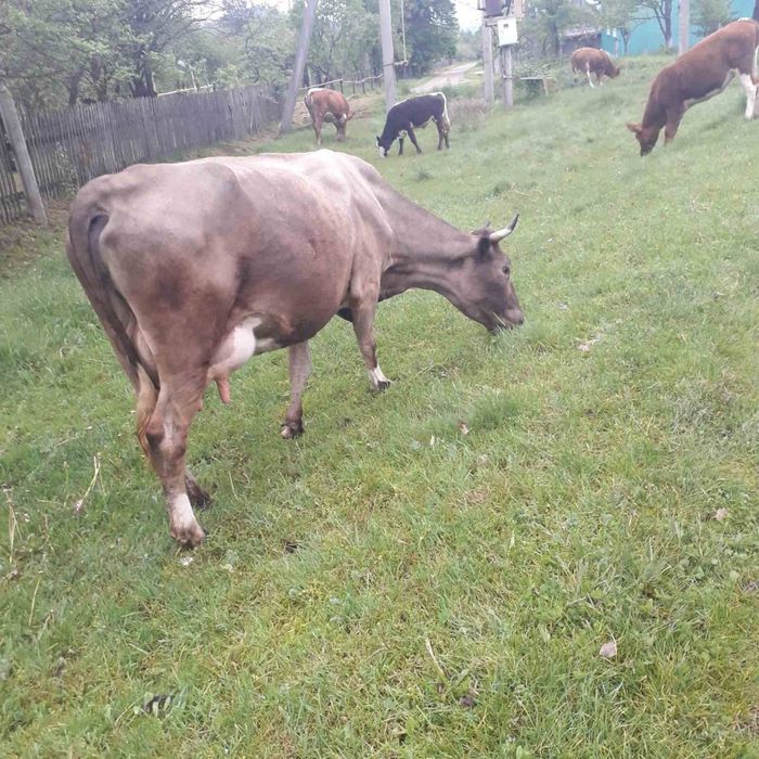 Продаю молоді корови і телички