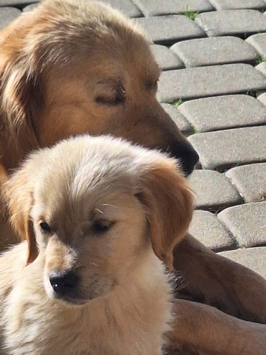 Linia amerykańska rudy samczyk  ZKPL/DNA/gen/ badania