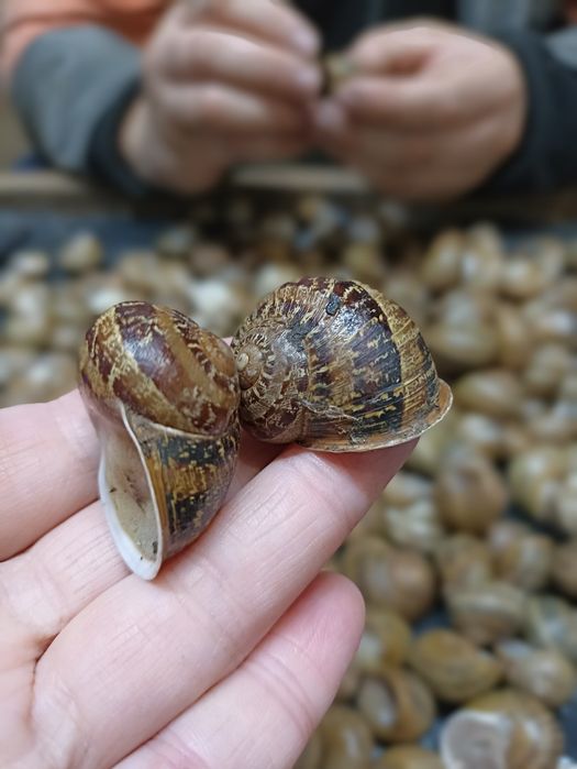 Маточне стадо равлика.Мальок равлика Muller.