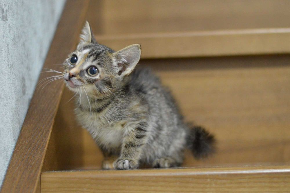 Бідна Селена, кошенятко 2,5 місяці