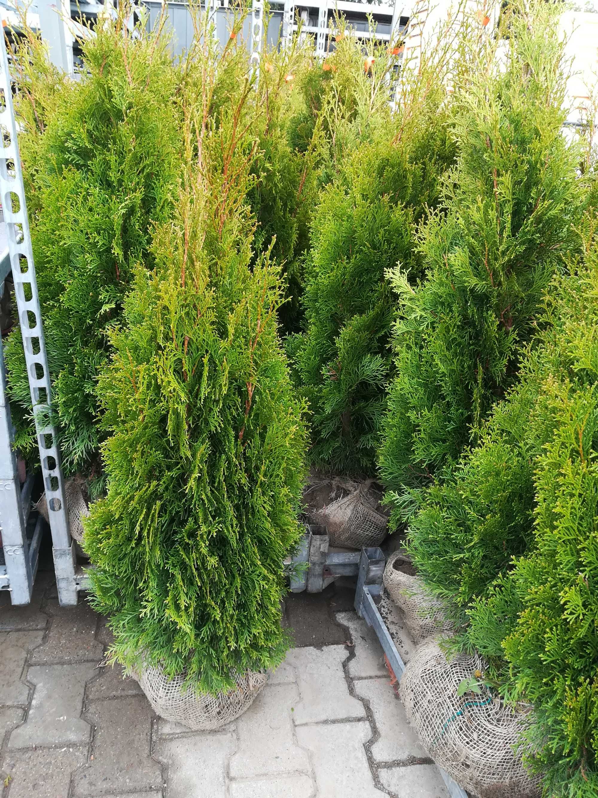 PROMOCJA TUJE z gruntu szmaragd 230 cm - stożkowy kształt - 100 zł